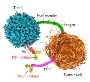 Illustration of how PD-1 and PD-L1 inhibitors help the immune system attack mesothelioma tumor cells