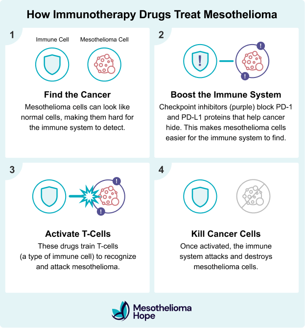 How Immunotherapy Drugs Treat Mesothelioma